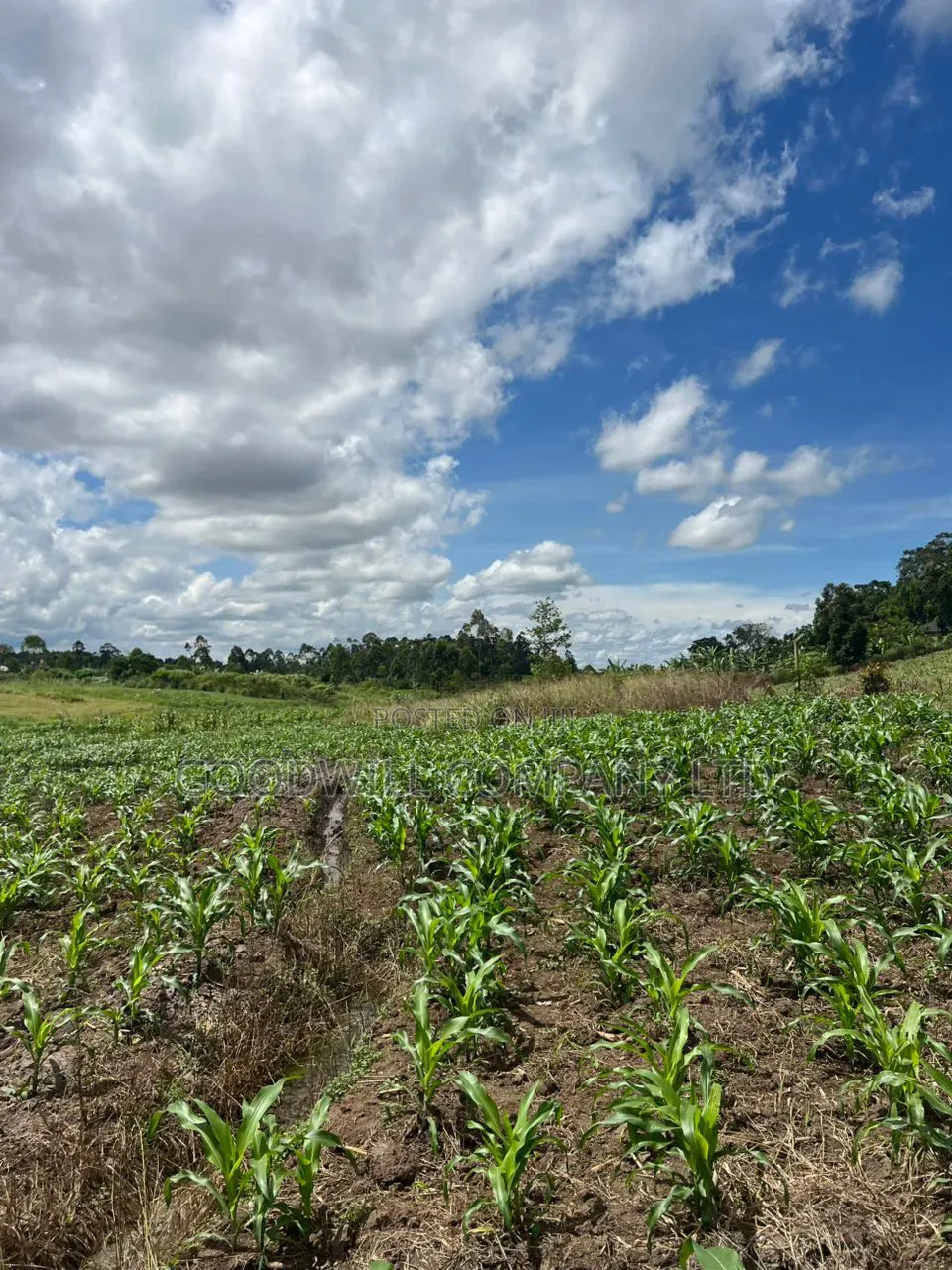 2 Acres of Low Land With Water in Kitukutwe Kira 800mtrs Off Tarmac