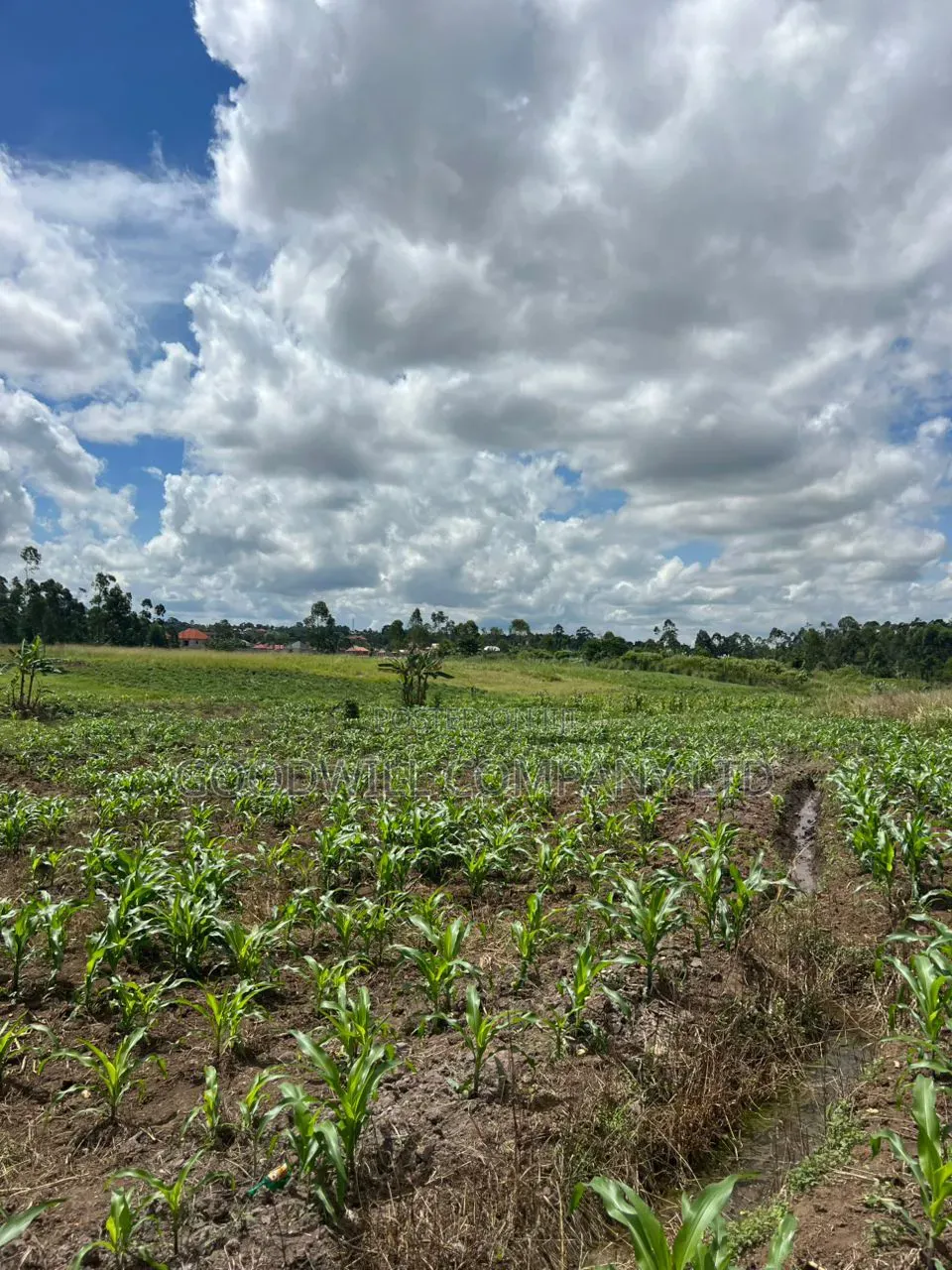 2 Acres of Low Land With Water in Kitukutwe Kira 800mtrs Off Tarmac