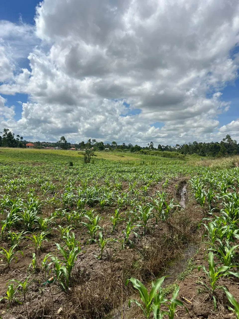 2 Acres of Low Land With Water in Kitukutwe Kira 800mtrs Off Tarmac