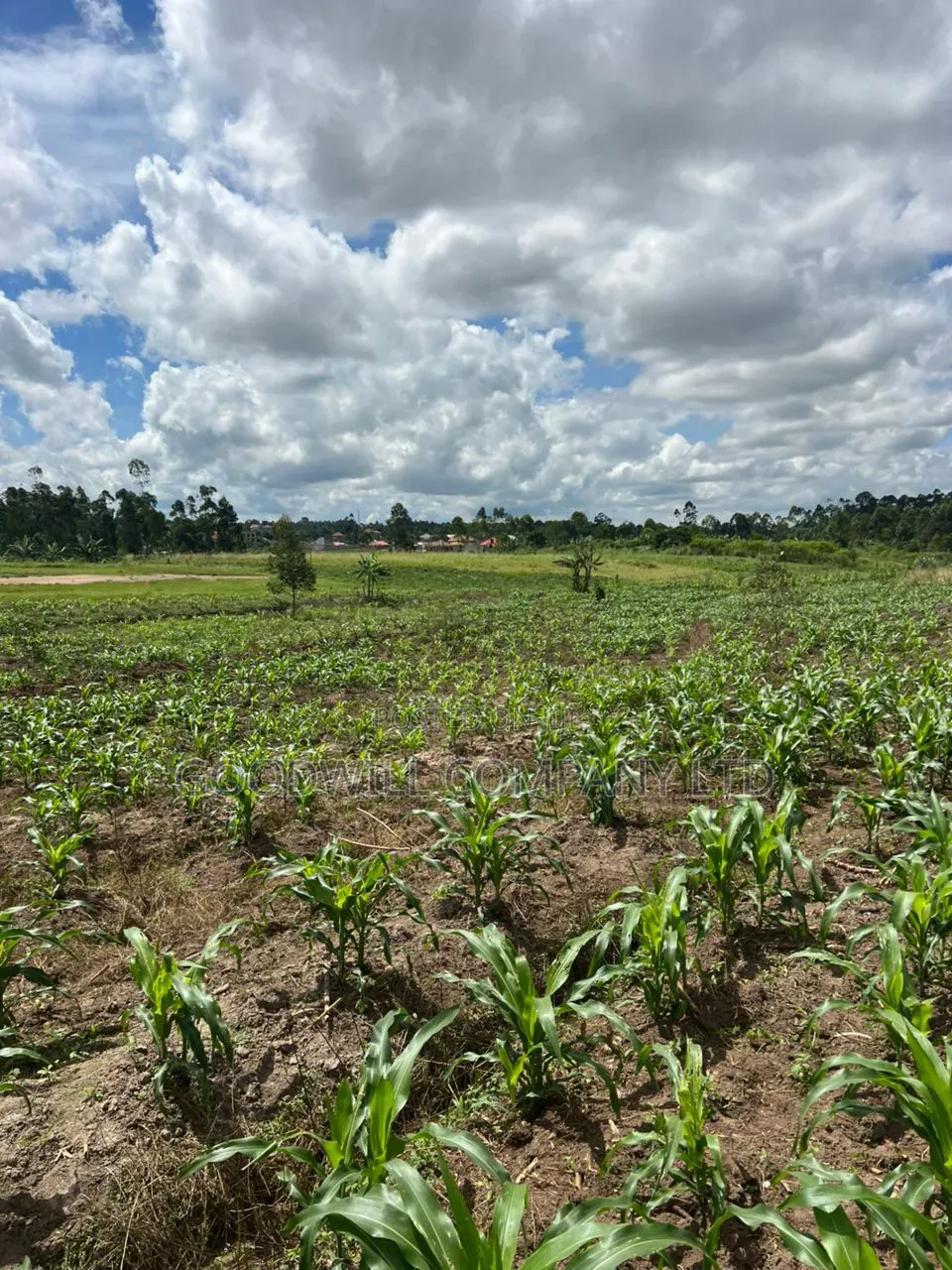 2 Acres of Low Land With Water in Kitukutwe Kira 800mtrs Off Tarmac