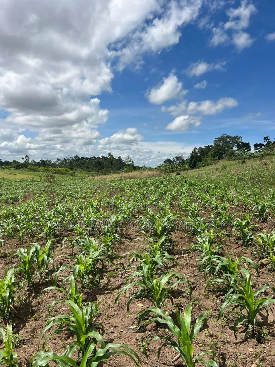 2 Acres of Low Land With Water in Kitukutwe Kira 800mtrs Off Tarmac