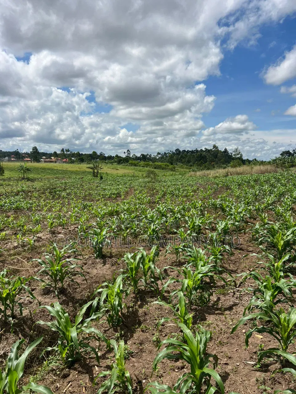2 Acres of Low Land With Water in Kitukutwe Kira 800mtrs Off Tarmac