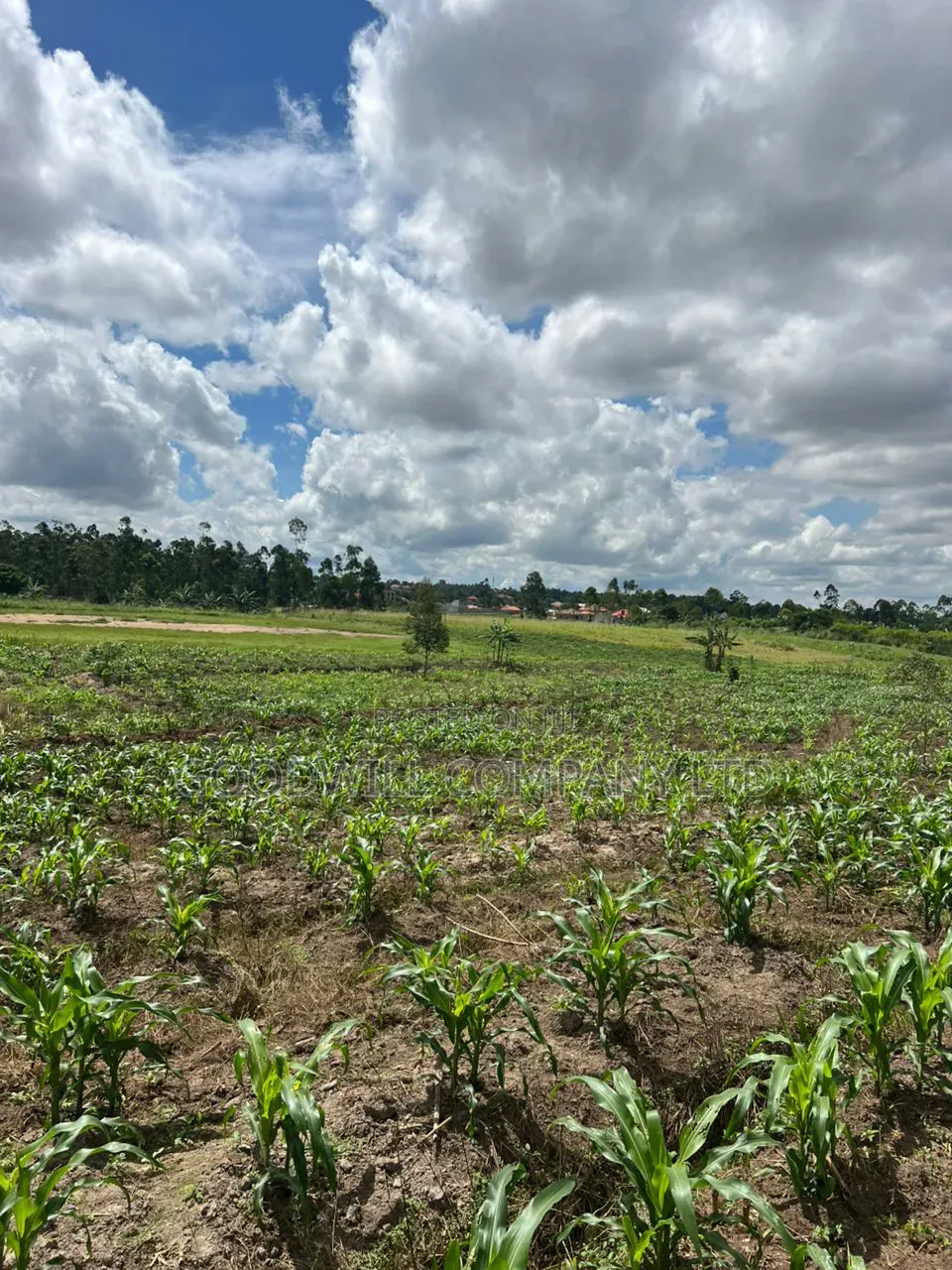 2 Acres of Low Land With Water in Kitukutwe Kira 800mtrs Off Tarmac