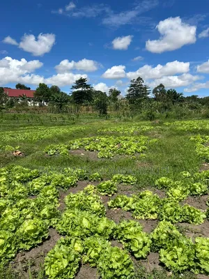 4 Acres of Low Land in Kitukutwe Kira Good for Farming