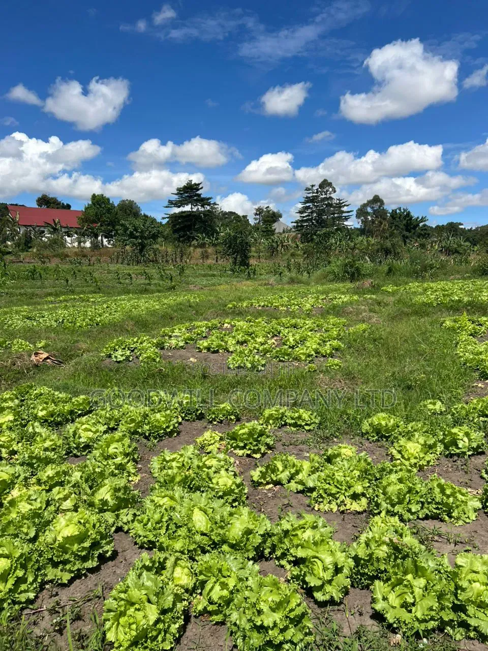 4 Acres of Low Land in Kitukutwe Kira Good for Farming