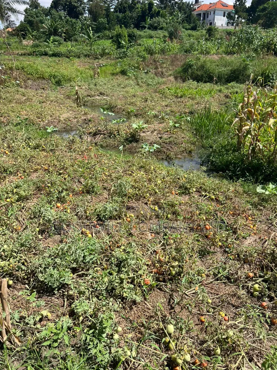 4 Acres of Low Land in Kitukutwe Kira Good for Farming