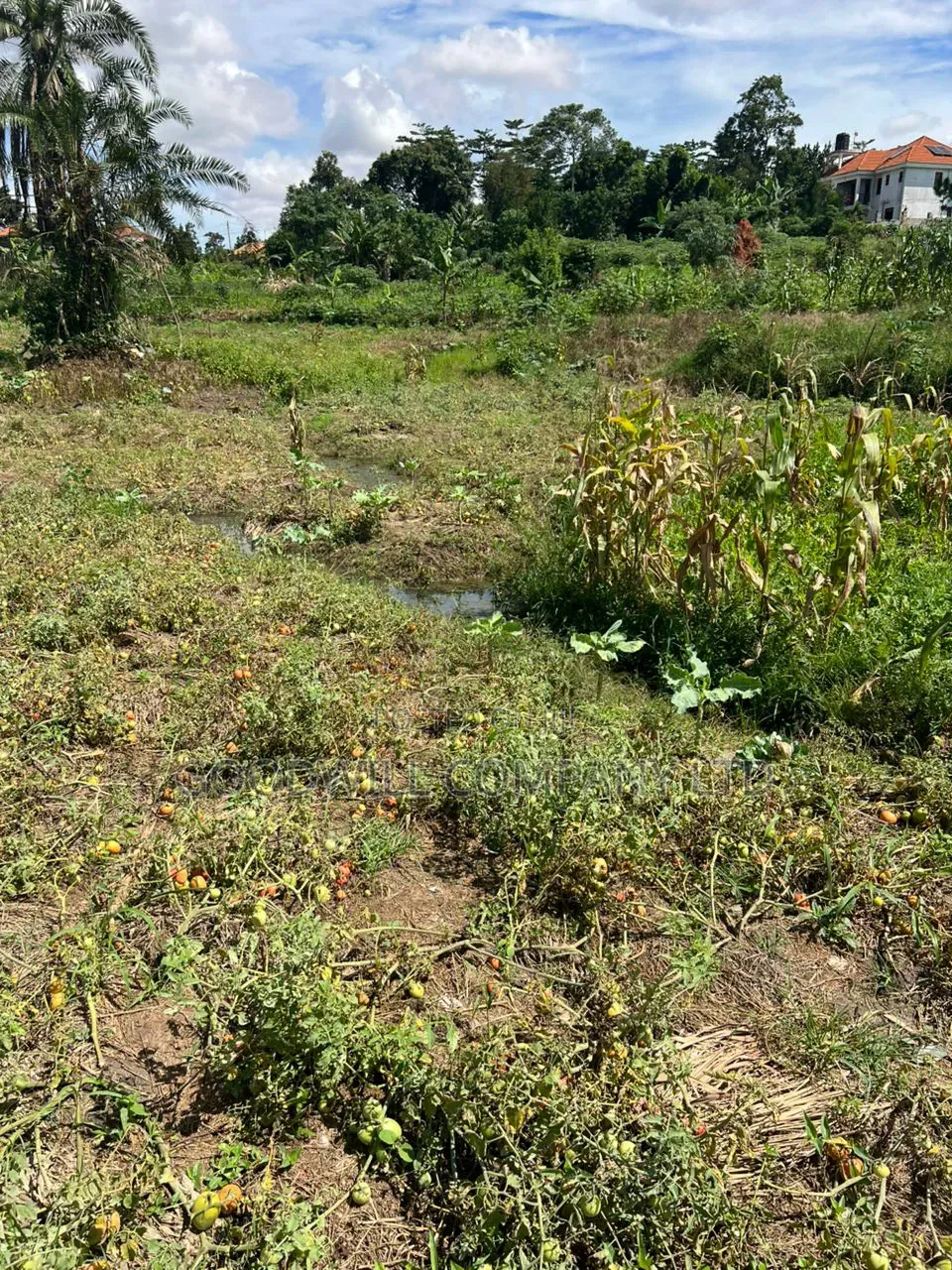 4 Acres of Low Land in Kitukutwe Kira Good for Farming