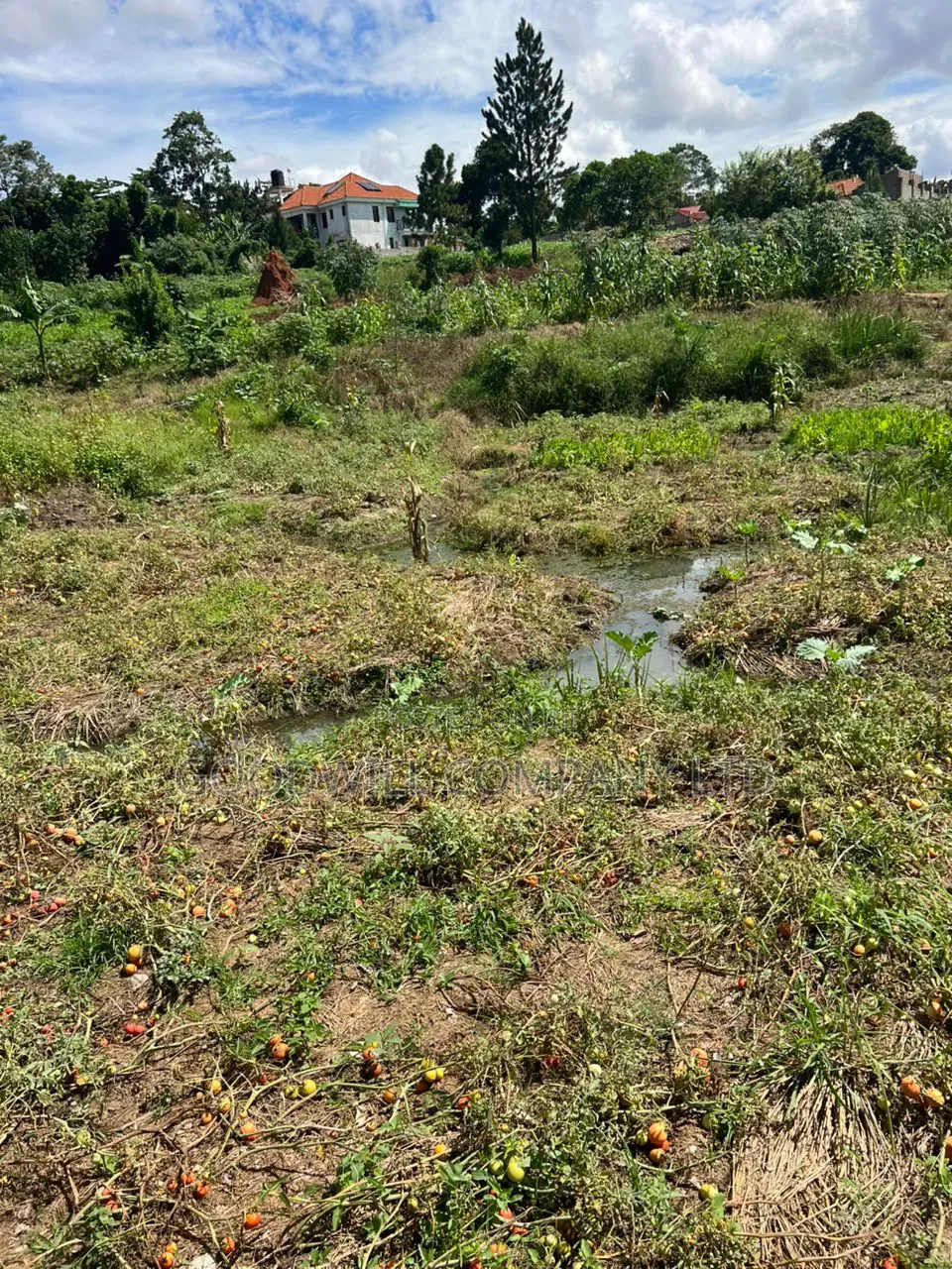 4 Acres of Low Land in Kitukutwe Kira Good for Farming