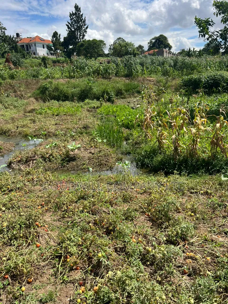 4 Acres of Low Land in Kitukutwe Kira Good for Farming