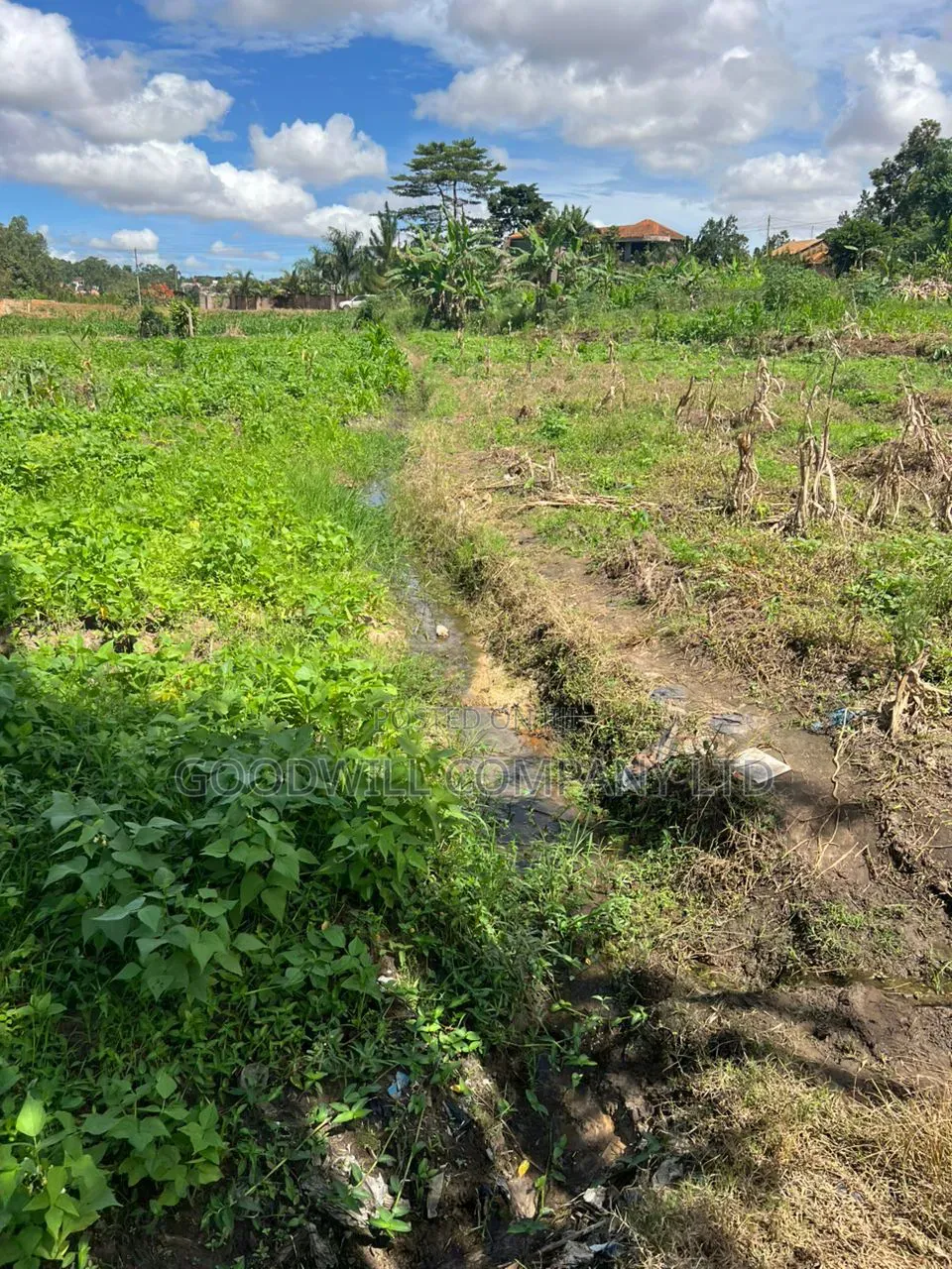 4 Acres of Low Land in Kitukutwe Kira Good for Farming