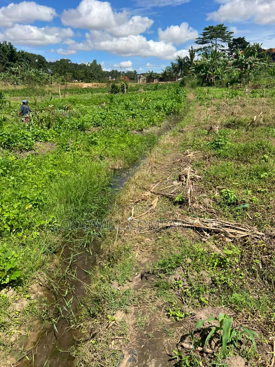 4 Acres of Low Land in Kitukutwe Kira Good for Farming