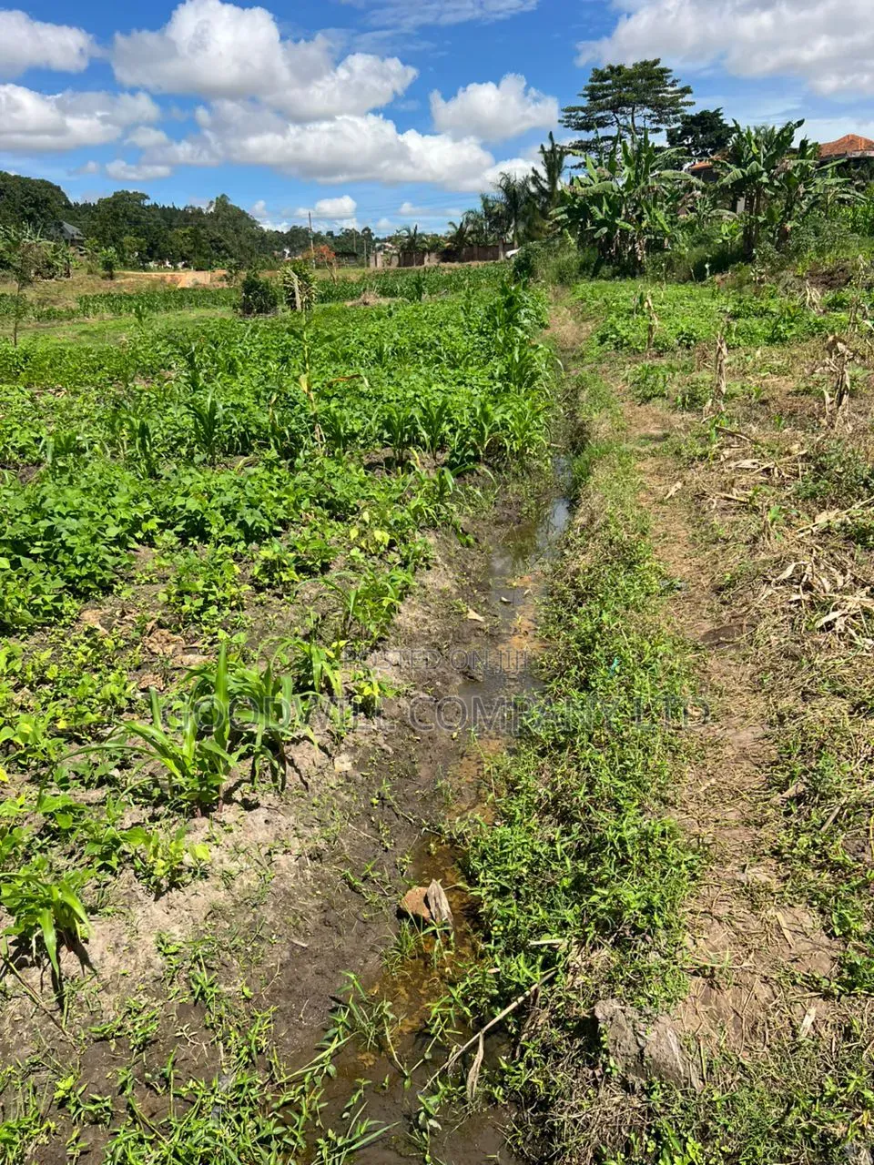 4 Acres of Low Land in Kitukutwe Kira Good for Farming