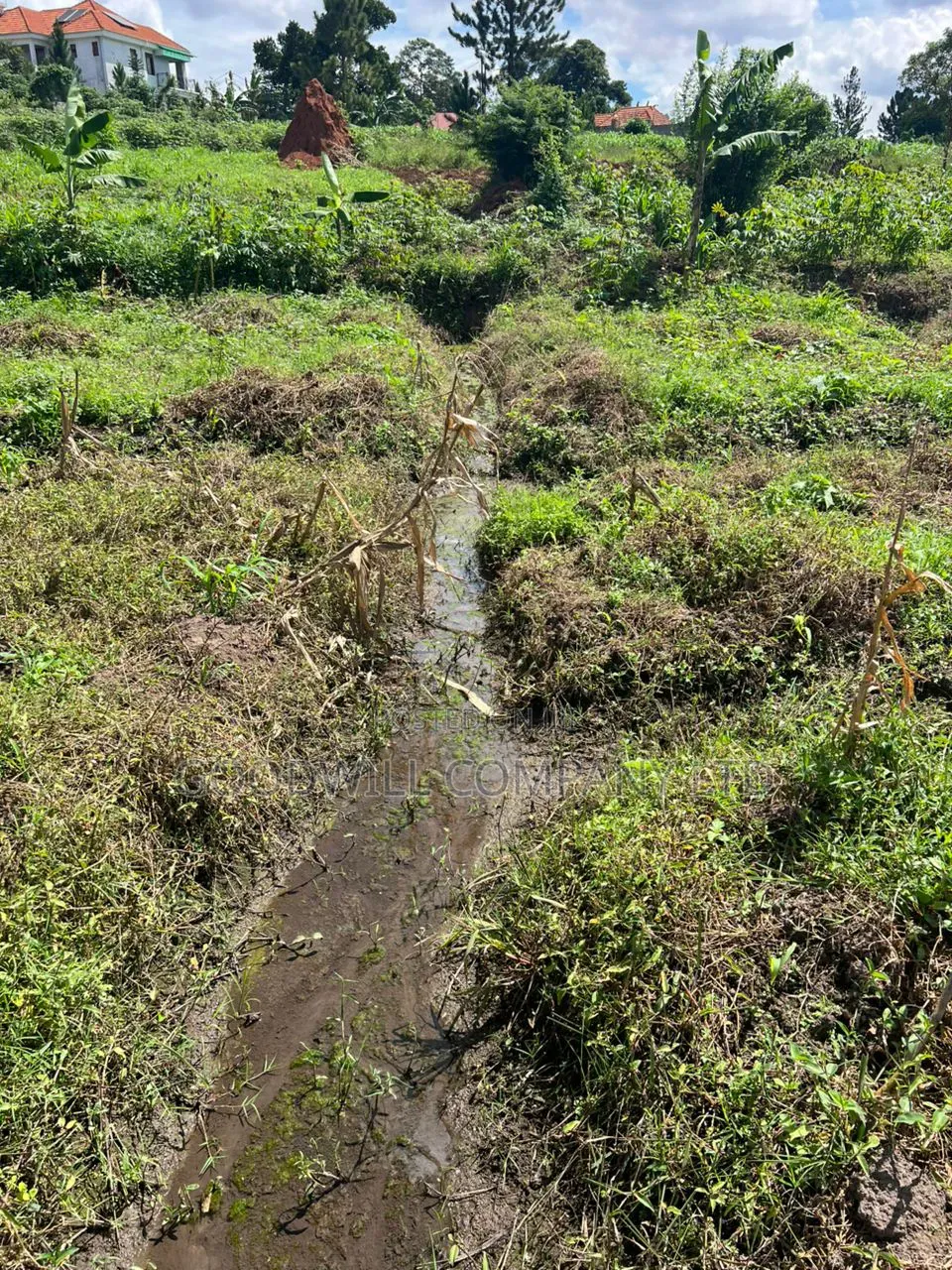 4 Acres of Low Land in Kitukutwe Kira Good for Farming