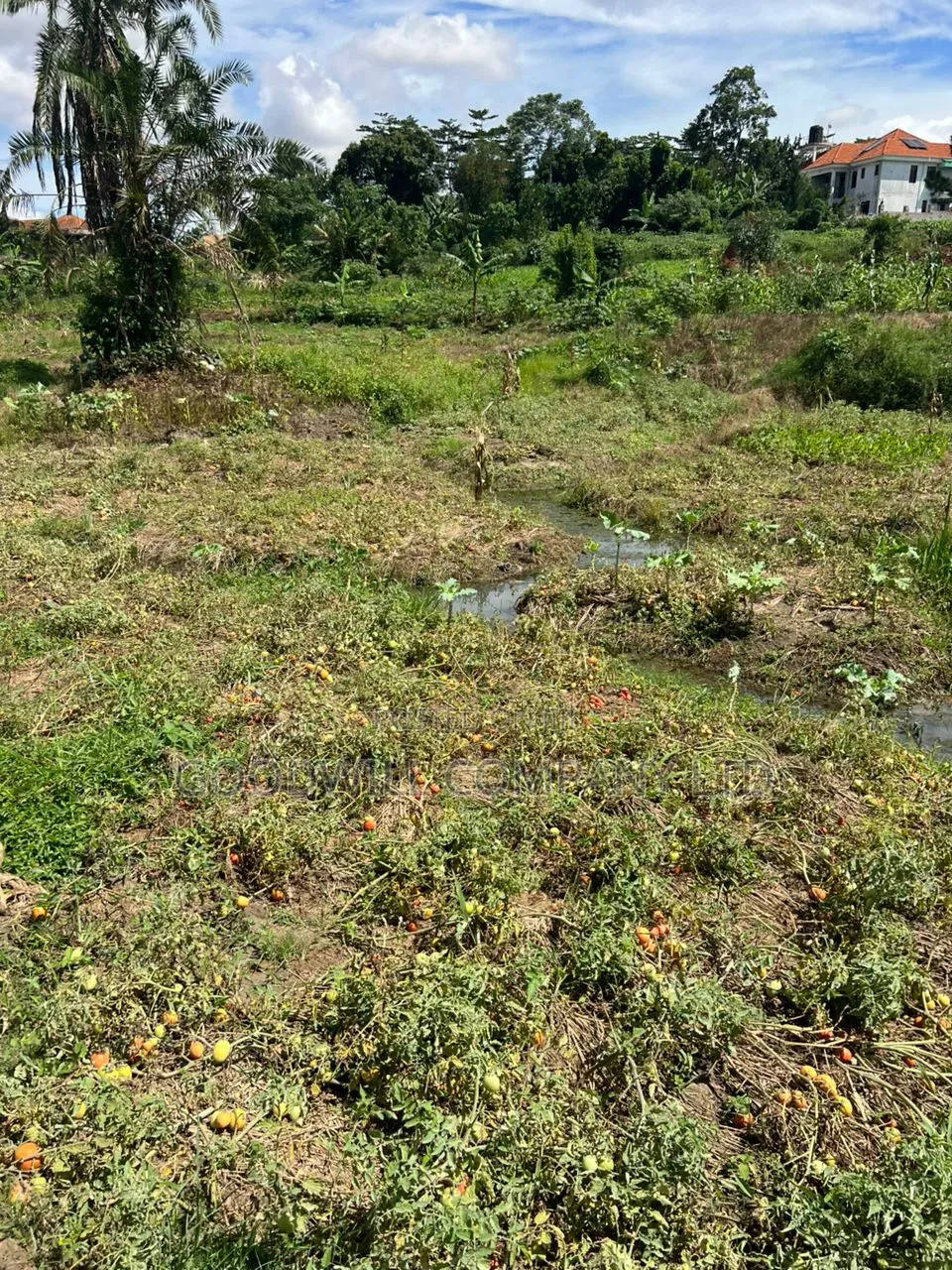 4 Acres of Low Land in Kitukutwe Kira Good for Farming