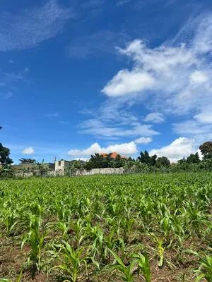 2 Acres of Land in Kira Kitukutwe Exactly 800mtrs Off Tarmac Road