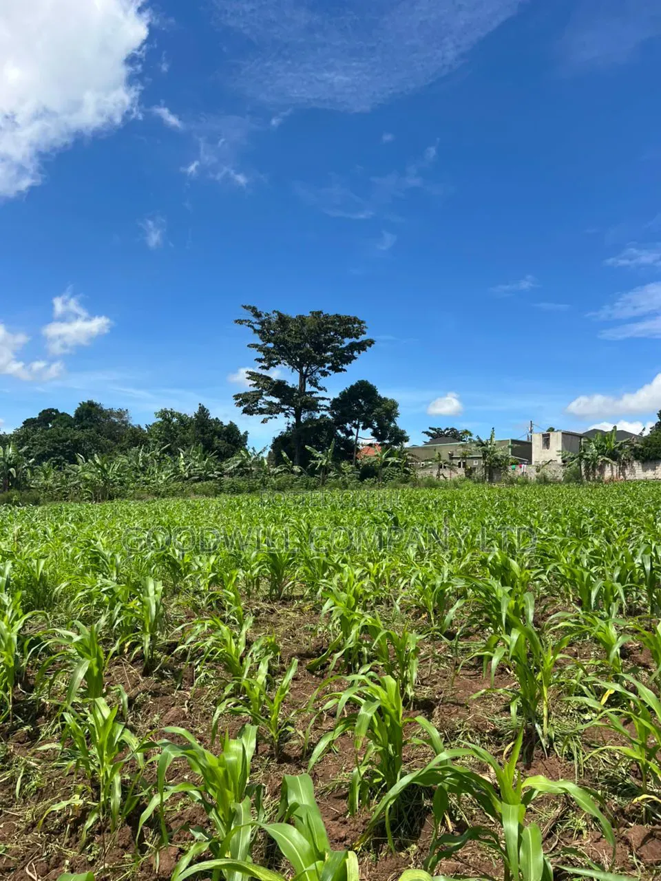 2 Acres of Land in Kira Kitukutwe Exactly 800mtrs Off Tarmac Road