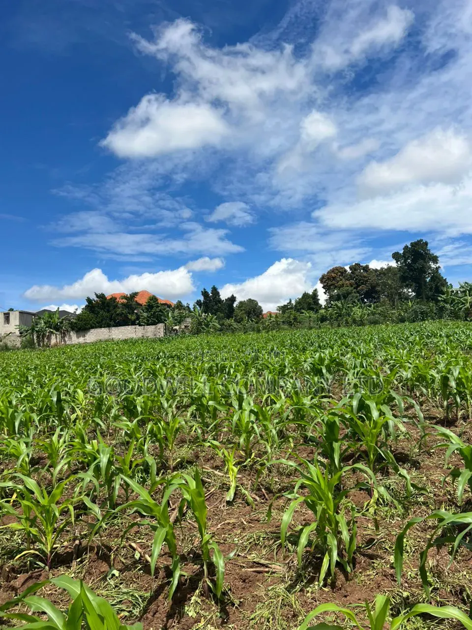 2 Acres of Land in Kira Kitukutwe Exactly 800mtrs Off Tarmac Road