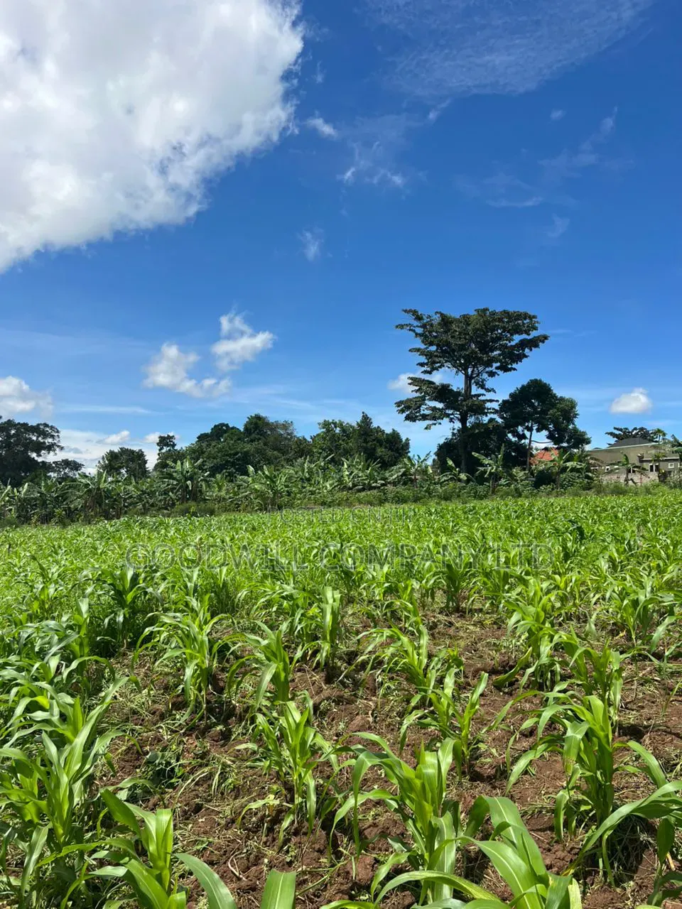 2 Acres of Land in Kira Kitukutwe Exactly 800mtrs Off Tarmac Road