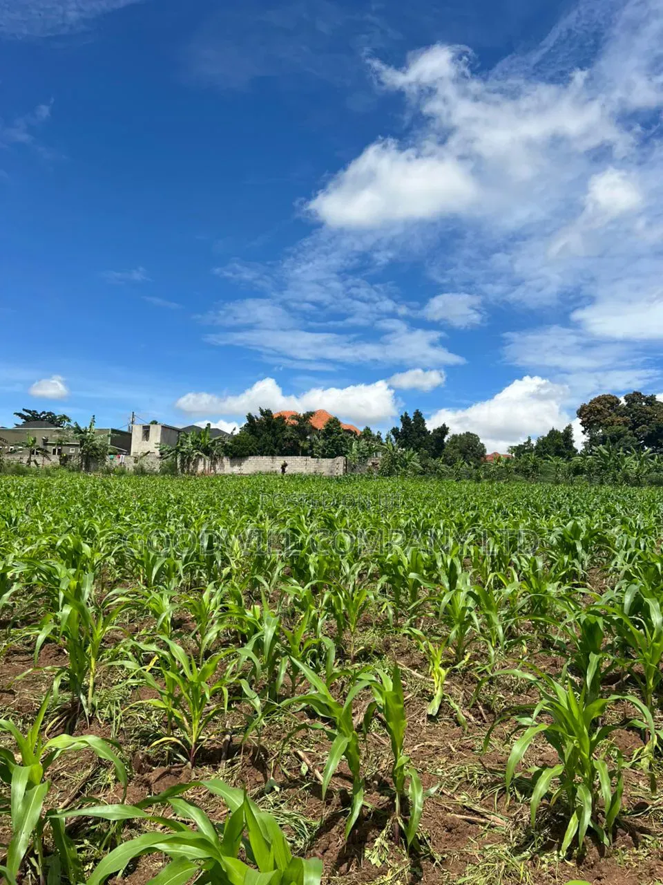2 Acres of Land in Kira Kitukutwe Exactly 800mtrs Off Tarmac Road