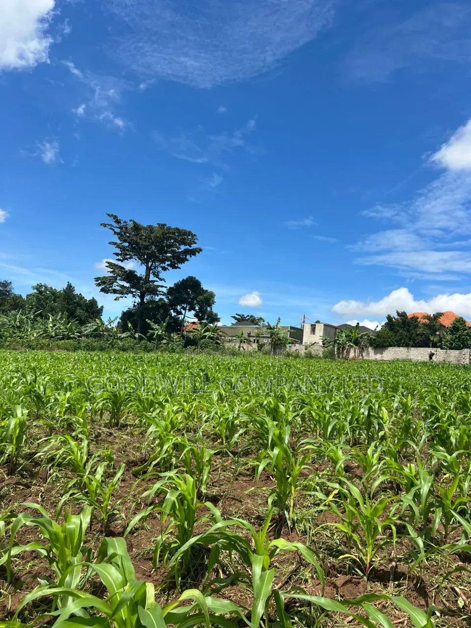 2 Acres of Land in Kira Kitukutwe Exactly 800mtrs Off Tarmac Road