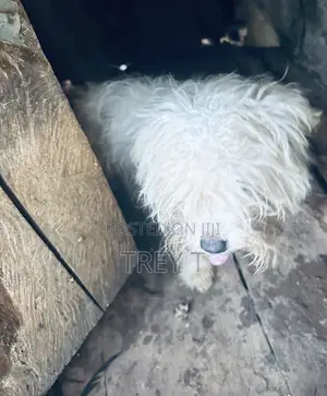 6-12 months Female Purebred Maltese