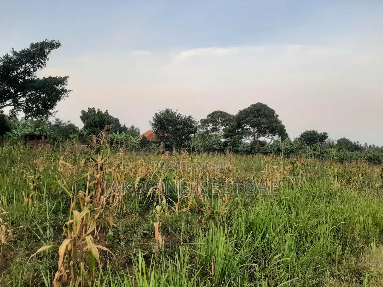 50by100ft Plots in Kalanamu-Luweero