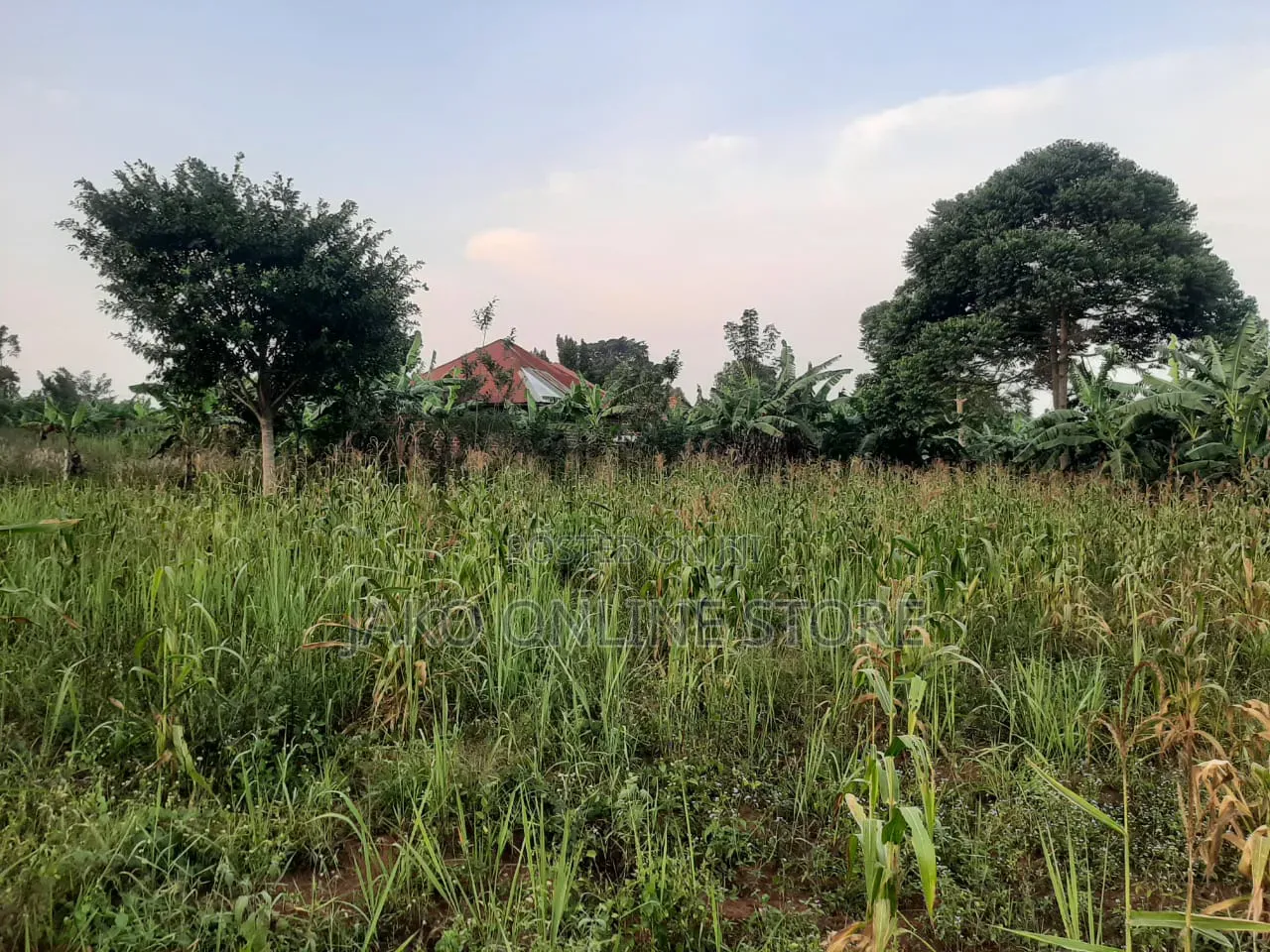 50by100ft Plots in Kalanamu-Luweero