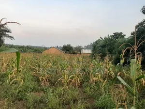 50by100ft Plots in Kalanamu-Luweero