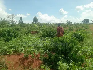 18 Acres of Land at Kiwoko Nakaseke