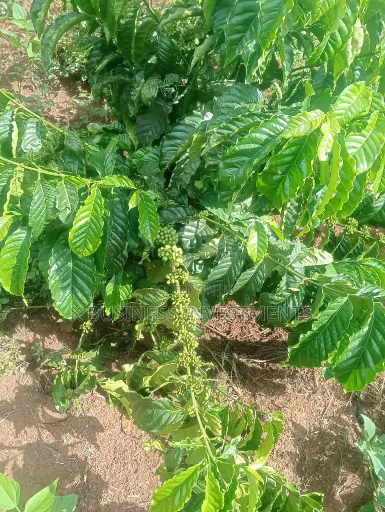 18 Acres of Land at Kiwoko Nakaseke