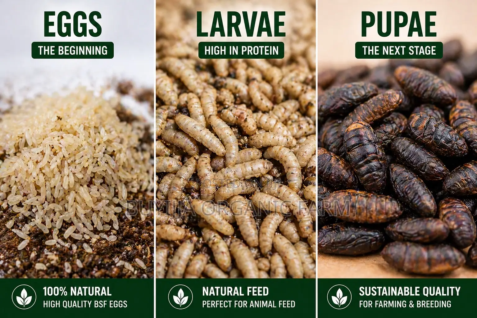 Black Soldier Flies: BSF Eggs, Fresh Larvae Pupae Suppliers