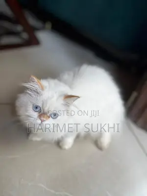 1-3 months Female Purebred Persian