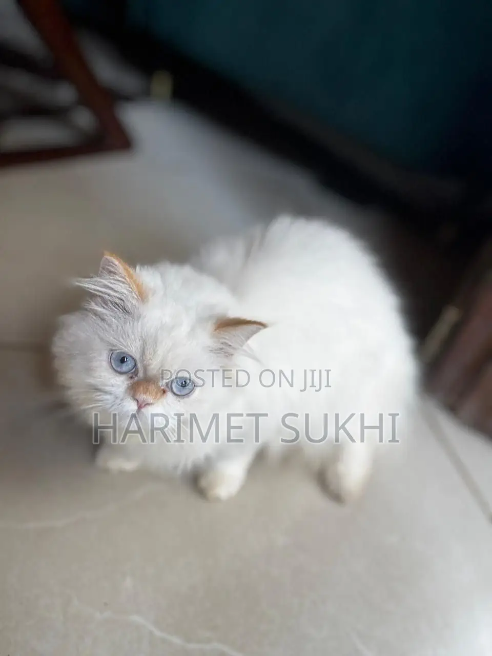1-3 months Female Purebred Persian