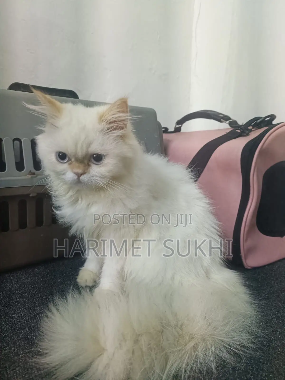 1-3 months Female Purebred Persian