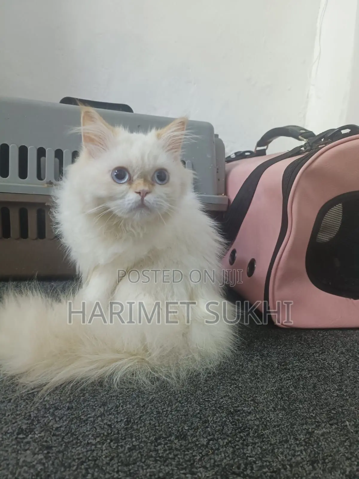1-3 months Female Purebred Persian