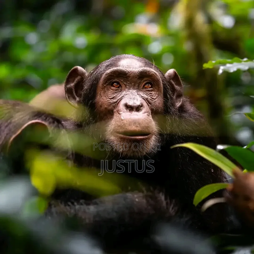 3 Days Gorilla Trekking
