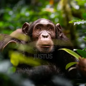 3 Days Gorilla Trekking
