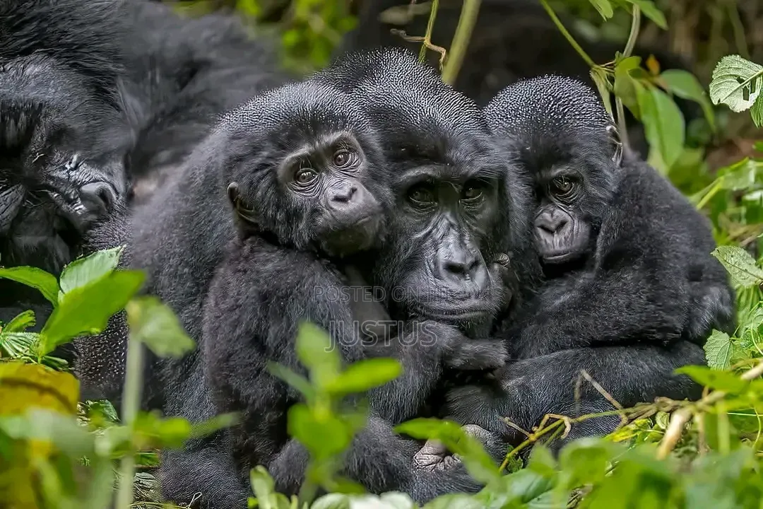 3 Days Gorilla Trekking