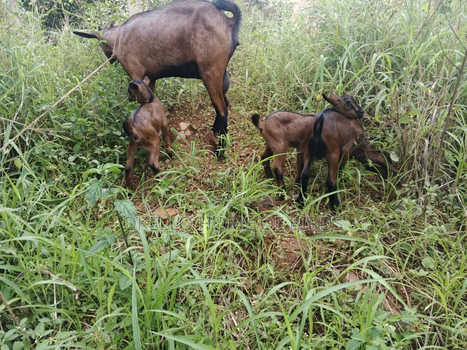 Goat Delivers 3 Kids Always for Sale
