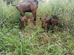 Goat Delivers 3 Kids Always for Sale