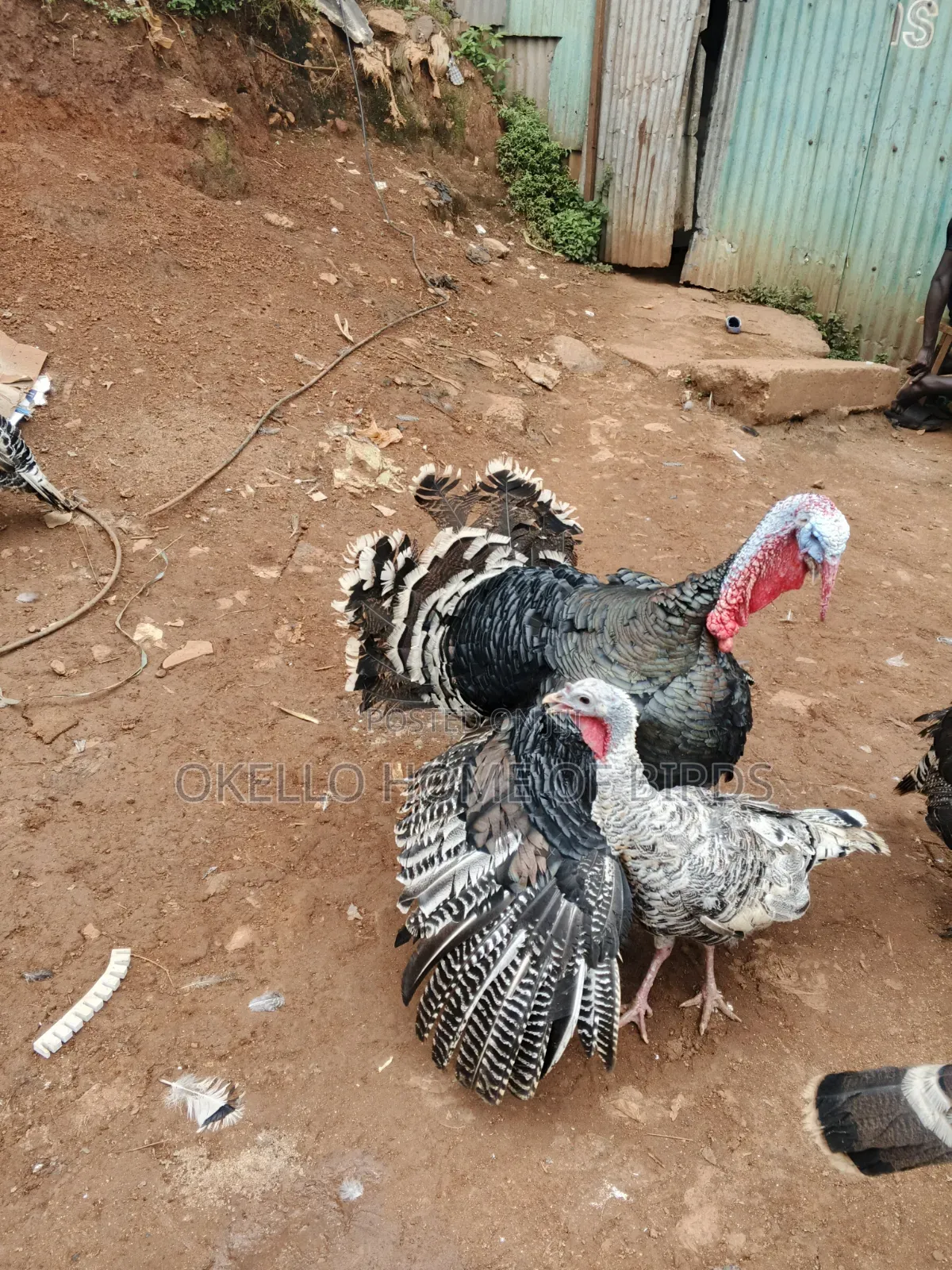 Male and Female Ready to Lay