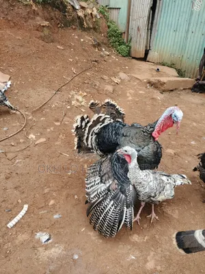 Male and Female Ready to Lay