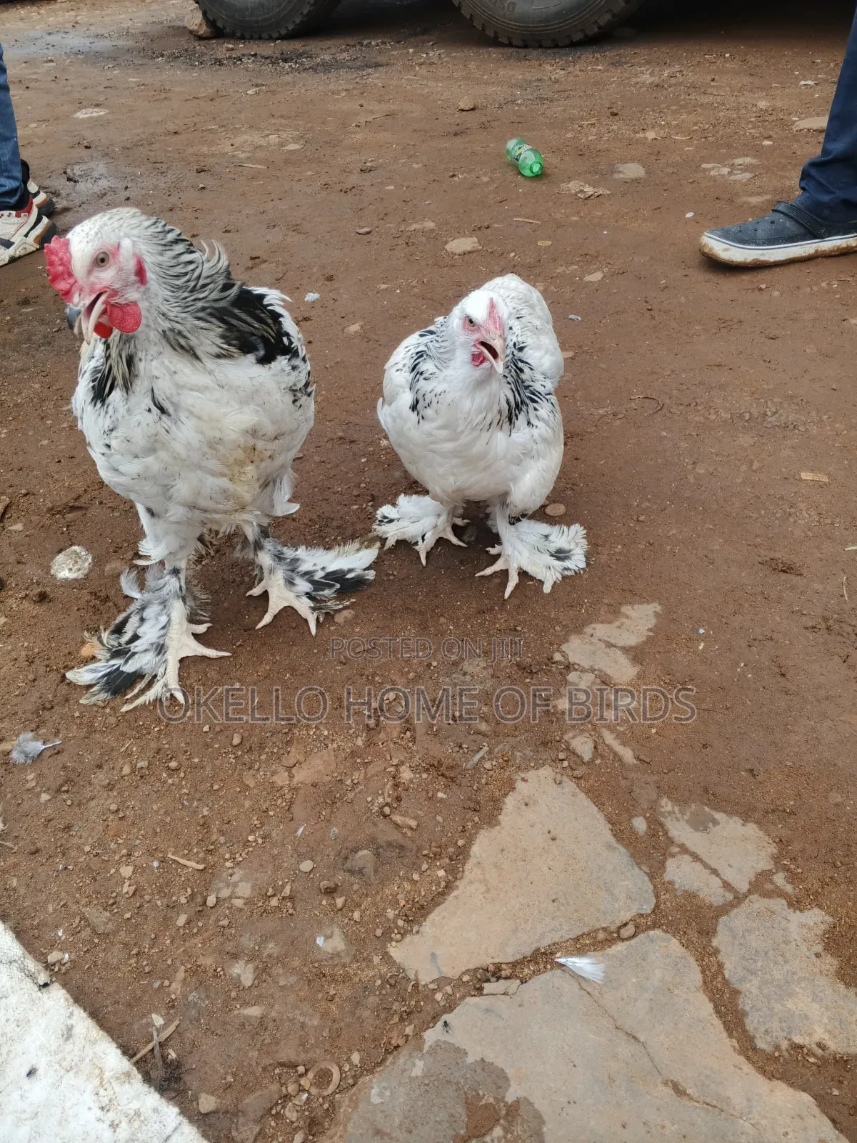 Brahama Chickens 7 Months for Sale