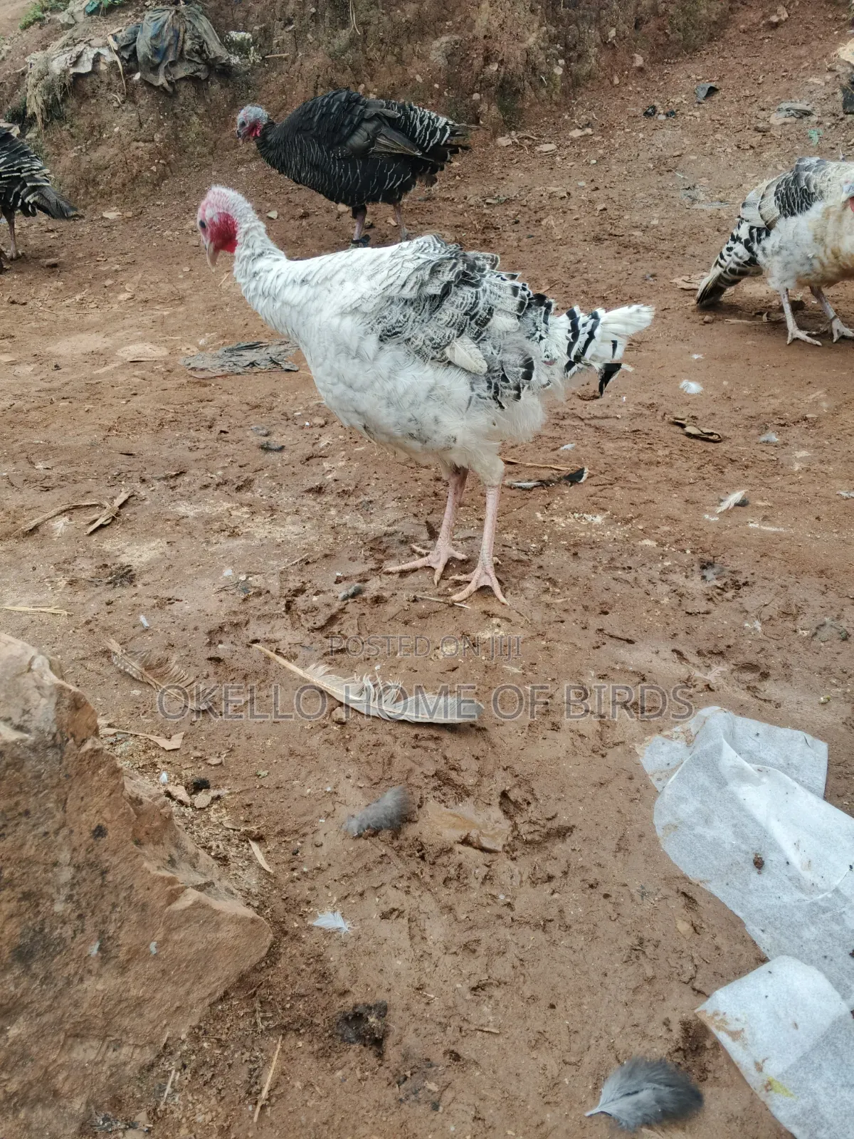 Palm White 7 Months Female for Sale