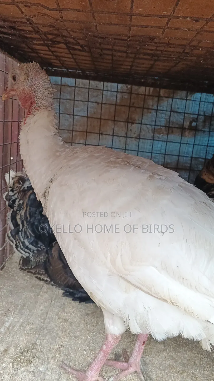 Holland Breed Female for Sale