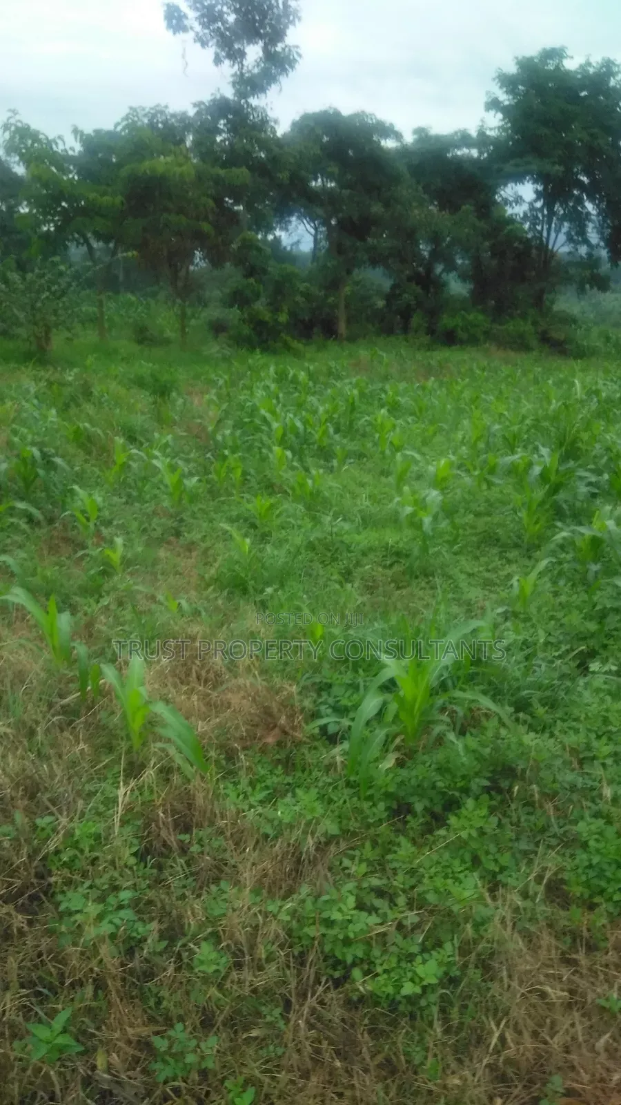 Plot for Sale