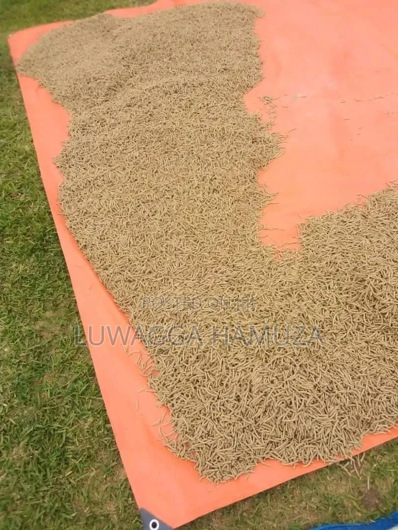 Pellets Feed