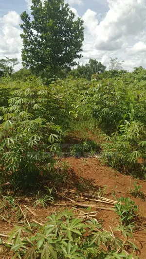 Plot's Available Kikandwa Mukono Kayunga Road