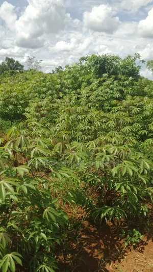 Plot's Available Kikandwa Mukono Kayunga Road