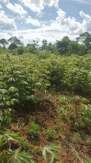 Plot's Available Kikandwa Mukono Kayunga Road